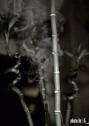 secret bamboo - amsterdam